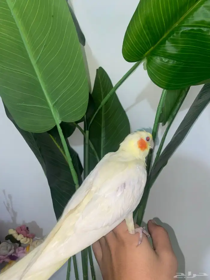 كروان لاتينو نهاية غر 2