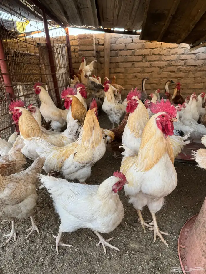 دجاج لوهمان 5