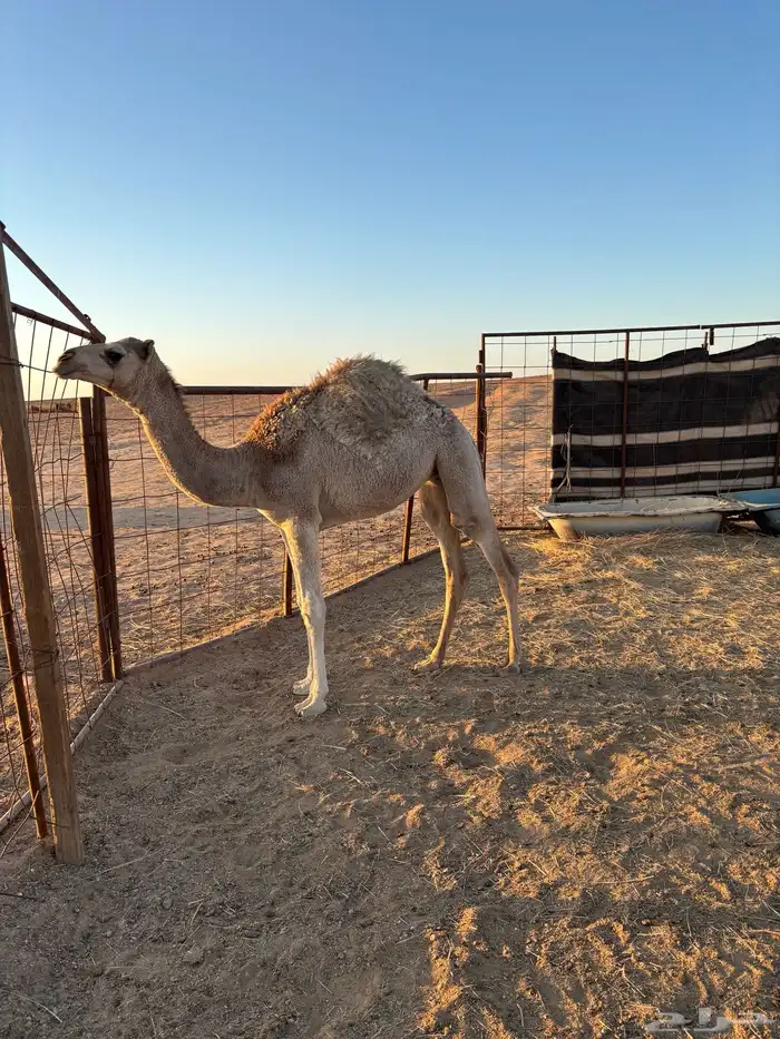 للبيع بكره 1