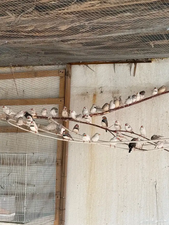 زيبرا هولندي واسترالي 2