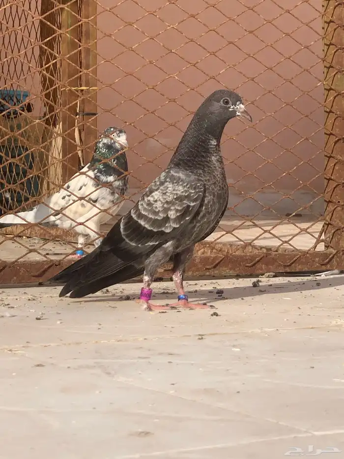 جوز حمام باكستاني 5