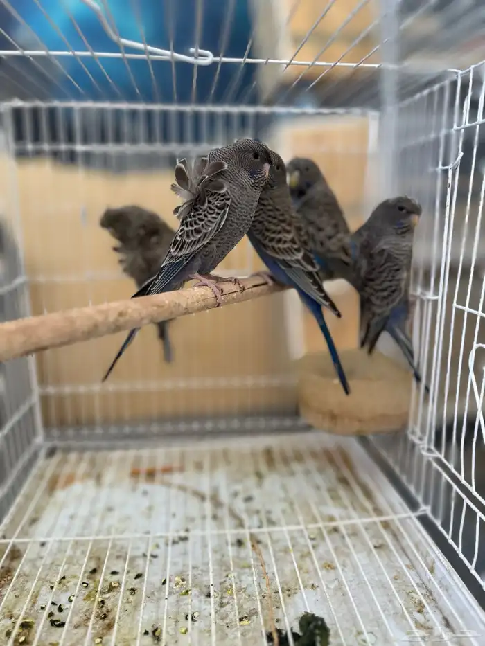 بادجي بلاك 4