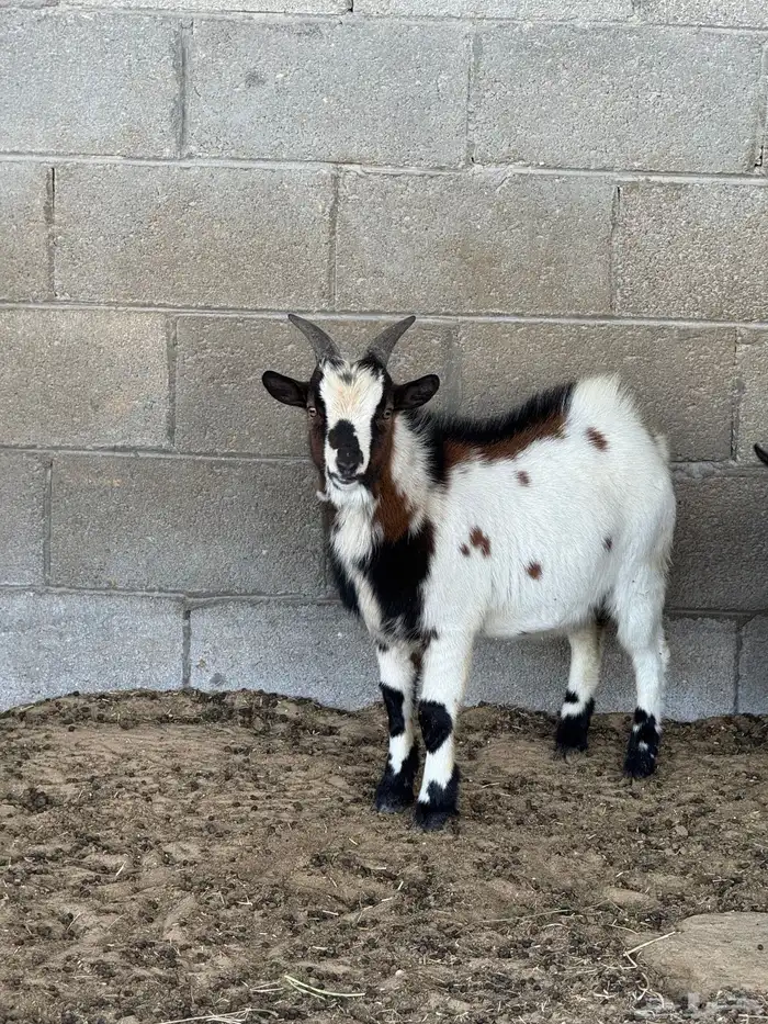 تيوس (فحول) ماعز قزم 1