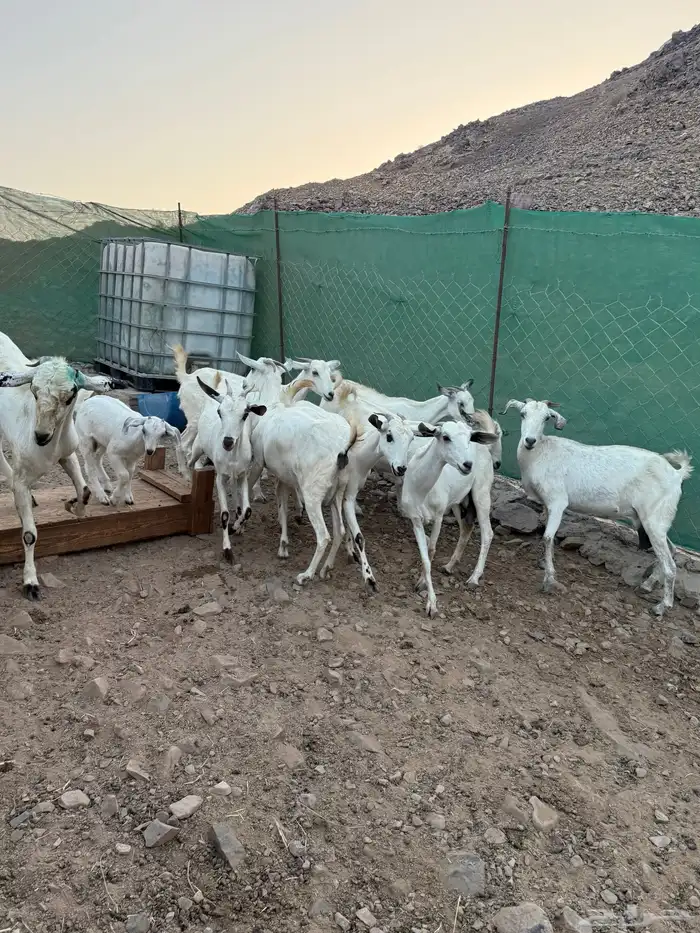 ماعز بيشيات مواليد 0