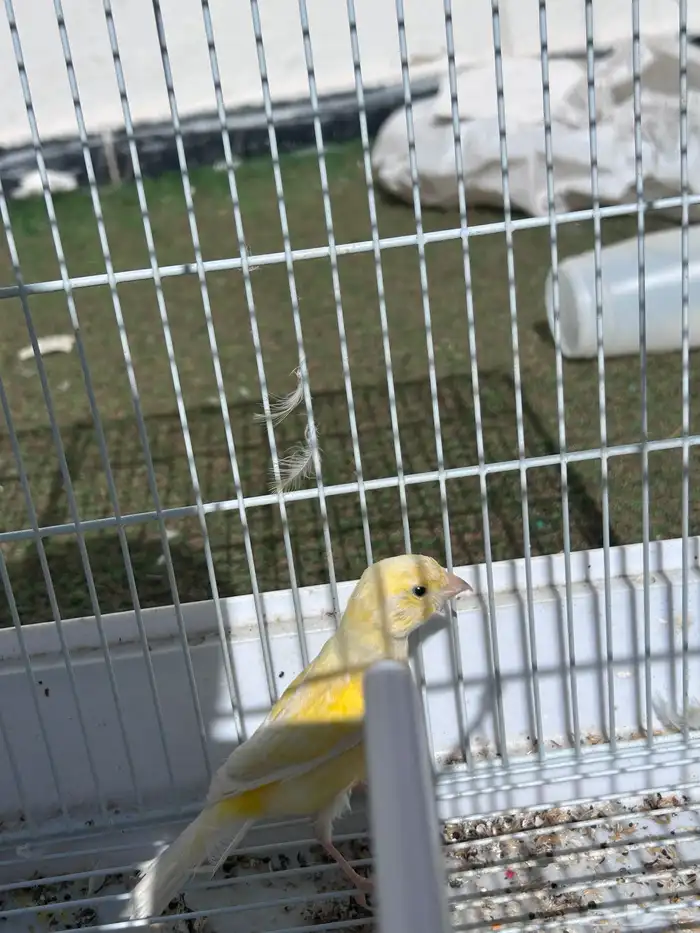 انثى كناري للبيع 3