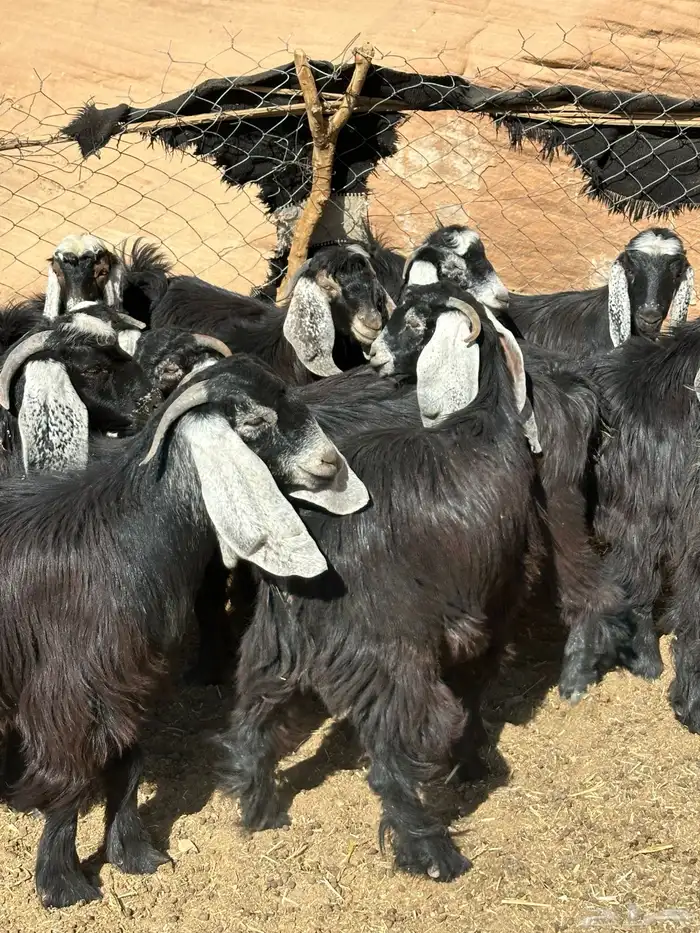 جفار وتيوس 6