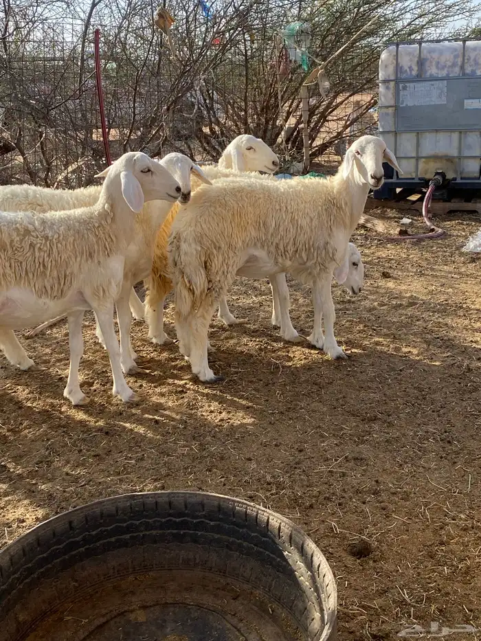 رخال مضاريع تم البيع 2