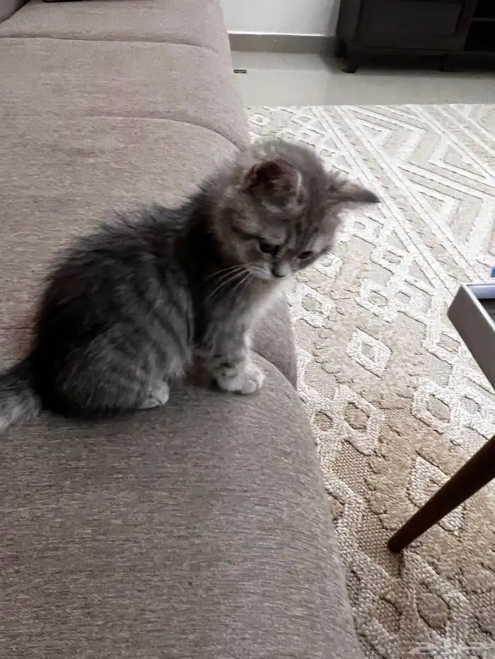 سكوتش انثى ستريت بيور رمادي مطعمه ب500 6