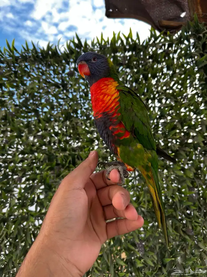 لوري ينبو اليف و متكلم و يرقص و لعوب مشاء الله 3