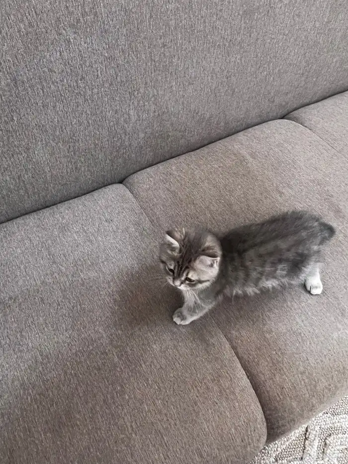 سكوتش انثى ستريت بيور رمادي مطعمه ب500 7