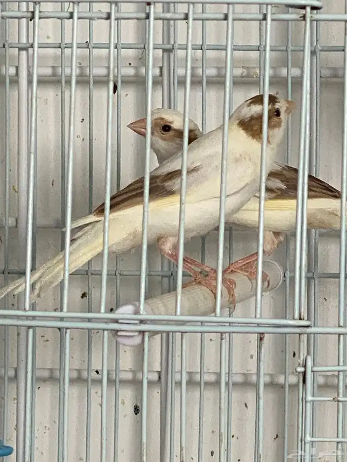 كناري اعمار خمسه شهور 2