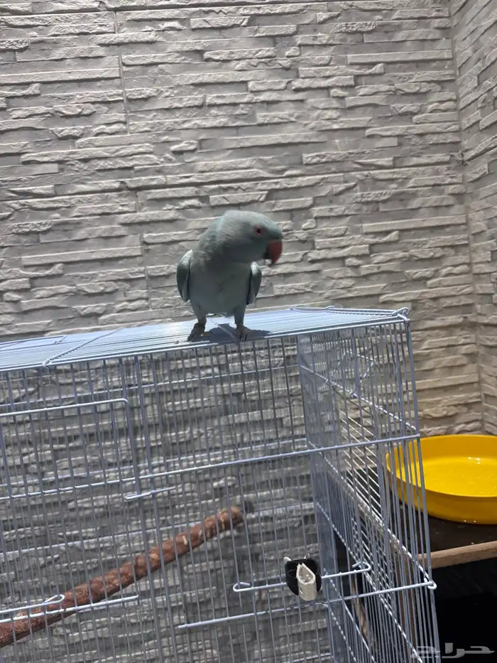 زوج درة هولندي وهندي الأنثى متكلمة 1