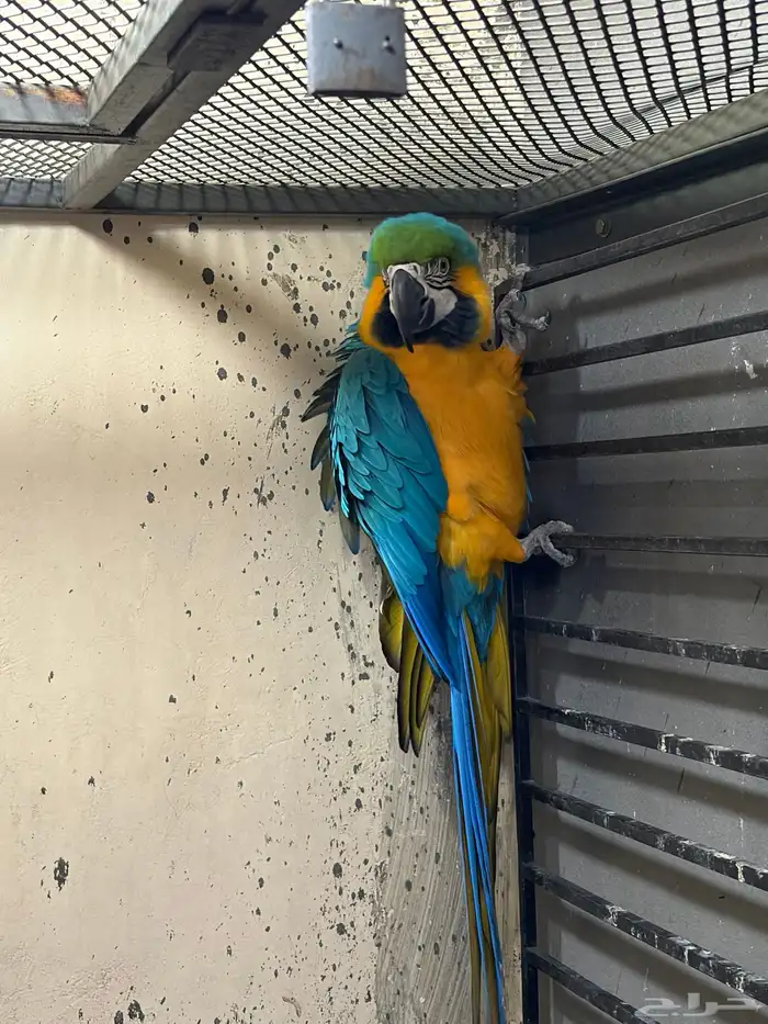 جوز مكاو حجم جامبو 7