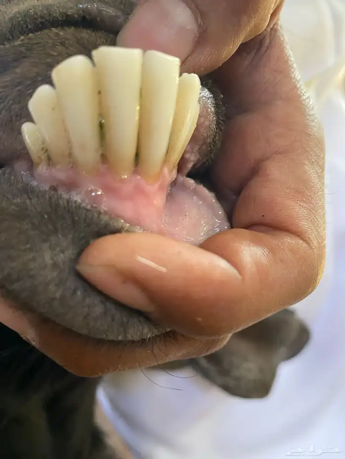 معزا شاميات دفيع ( تم البيييع ) 11