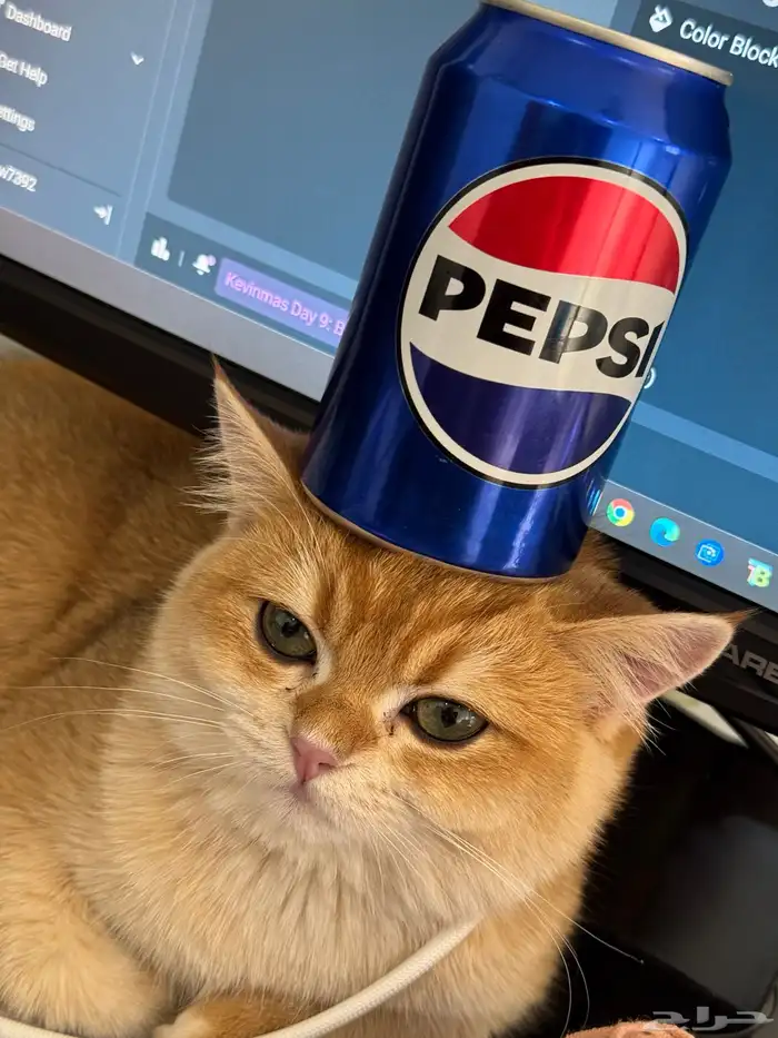 قطة للبيع السعر قابل للتفاوض ذكر سكوتش معقم ومطعم 5