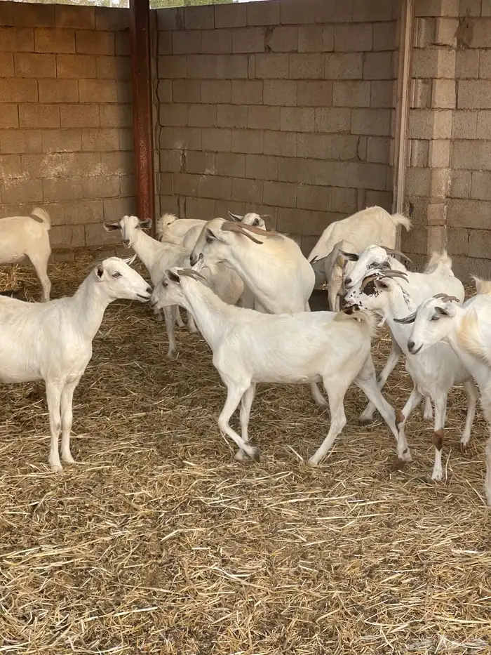 معزى بيشيات شبب بالفحل للبيع التواصل واتساب 5