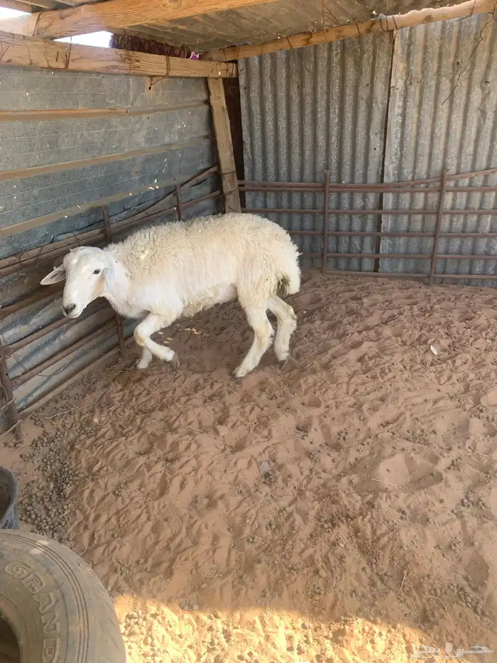 طلي حري طيب 2