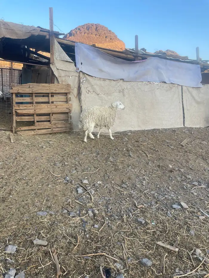 نعجه سديس شحم حايل ماتلد 1