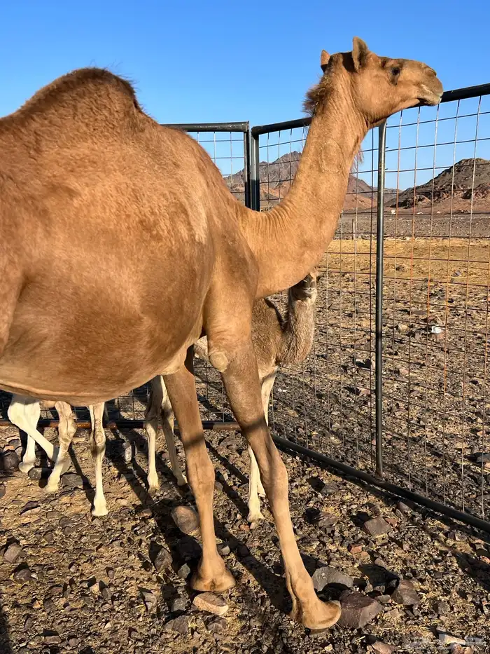 خلفه بكر تحتها بكره ب 12500 تم البيع 3