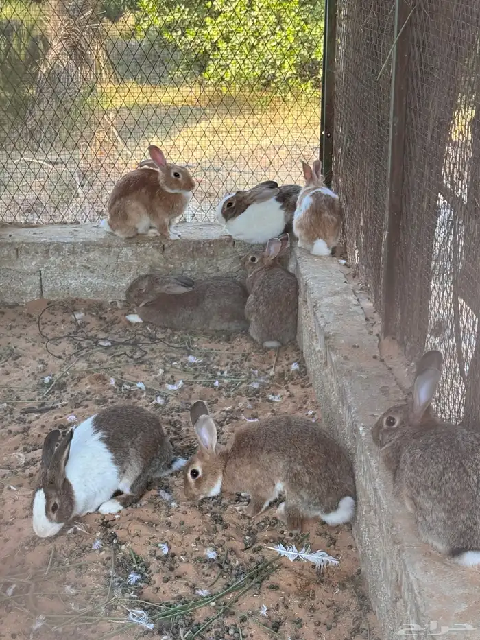 ارانب بلدية 1