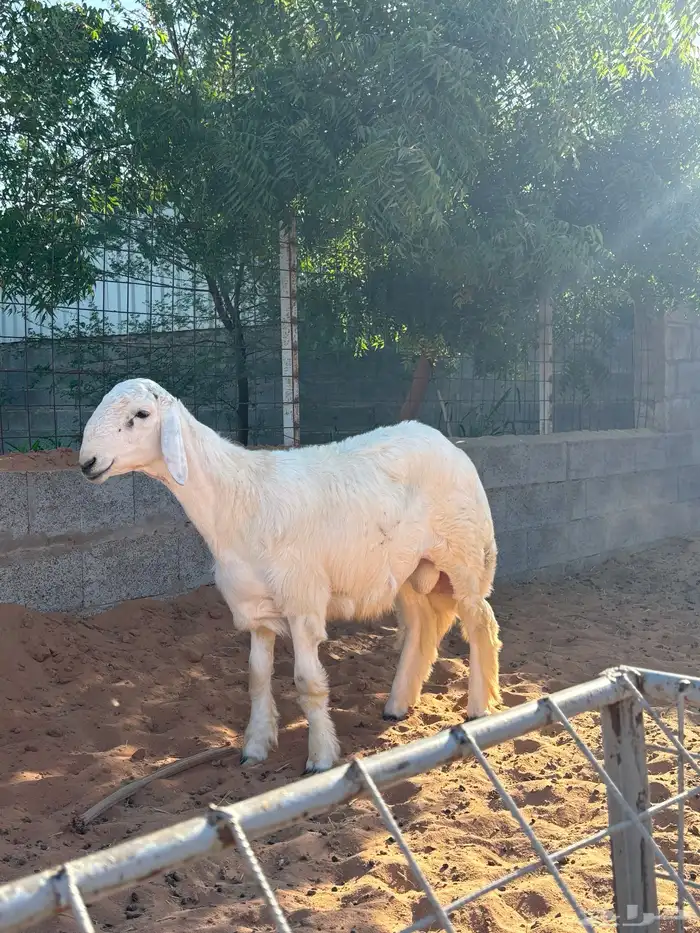 حري مشروع فحل معرف 4