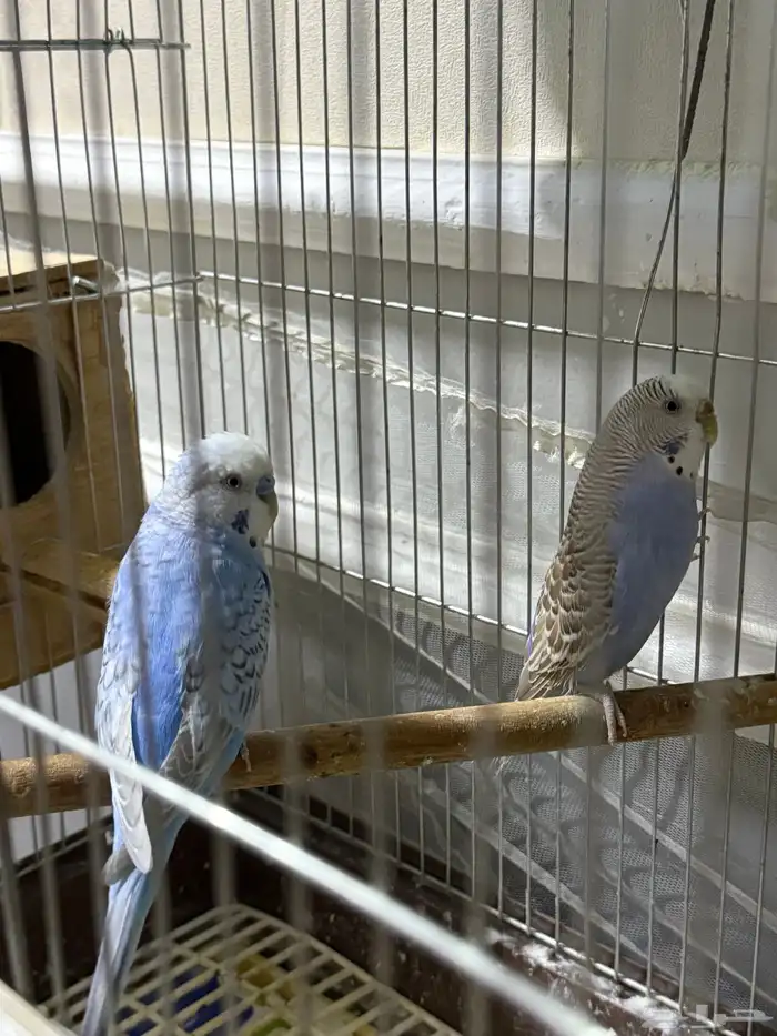 عصافير باجي 2