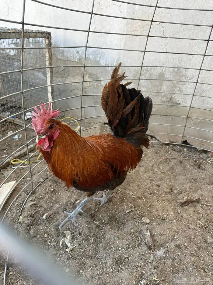 ديك فيومي حجم ولون نادر بالطبيعه شي افضل من التصوير 2