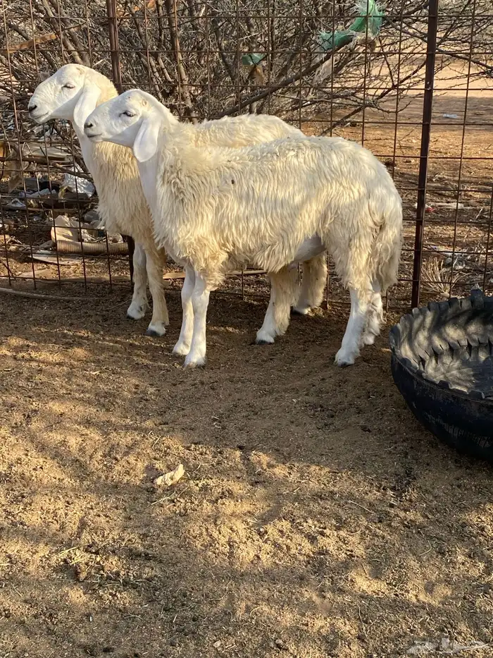 طليان حريه 2