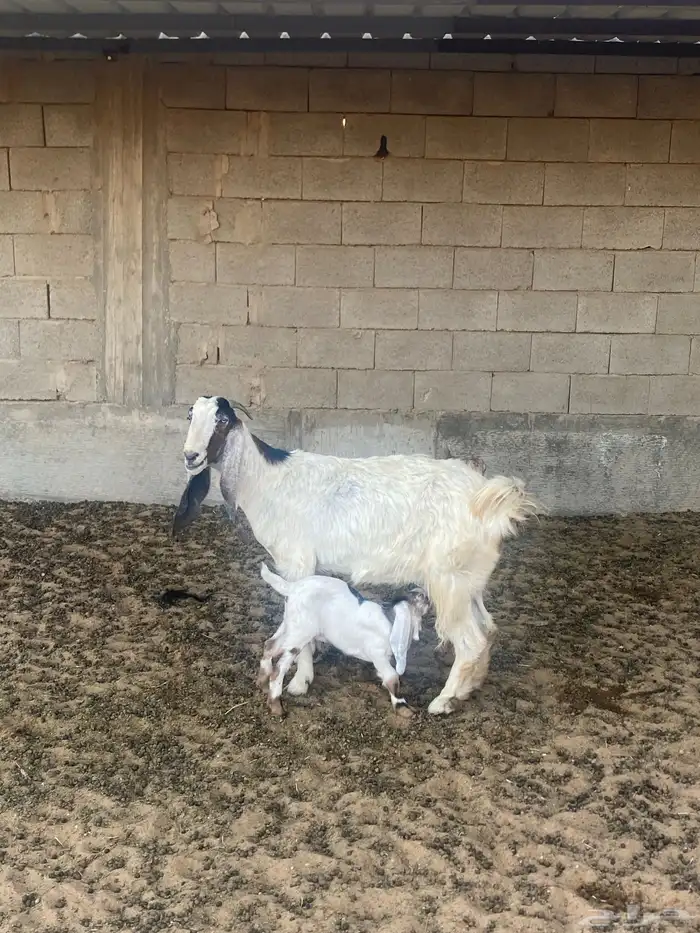 عنز والد مشروكه 1