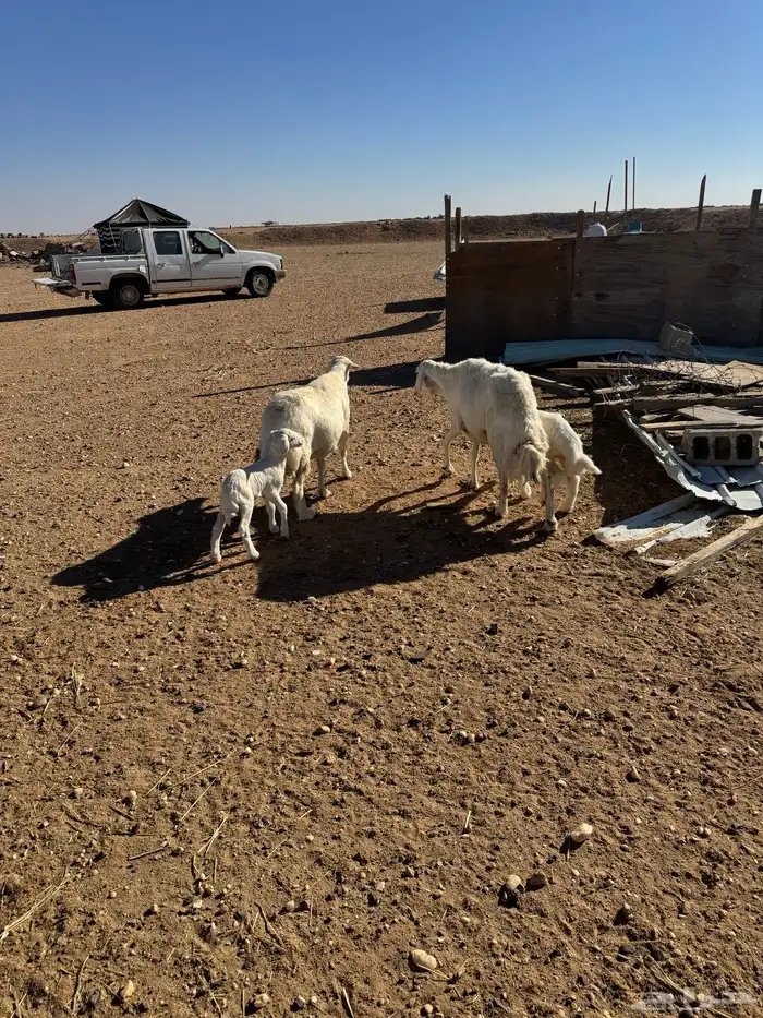 مطافيل حريات 7