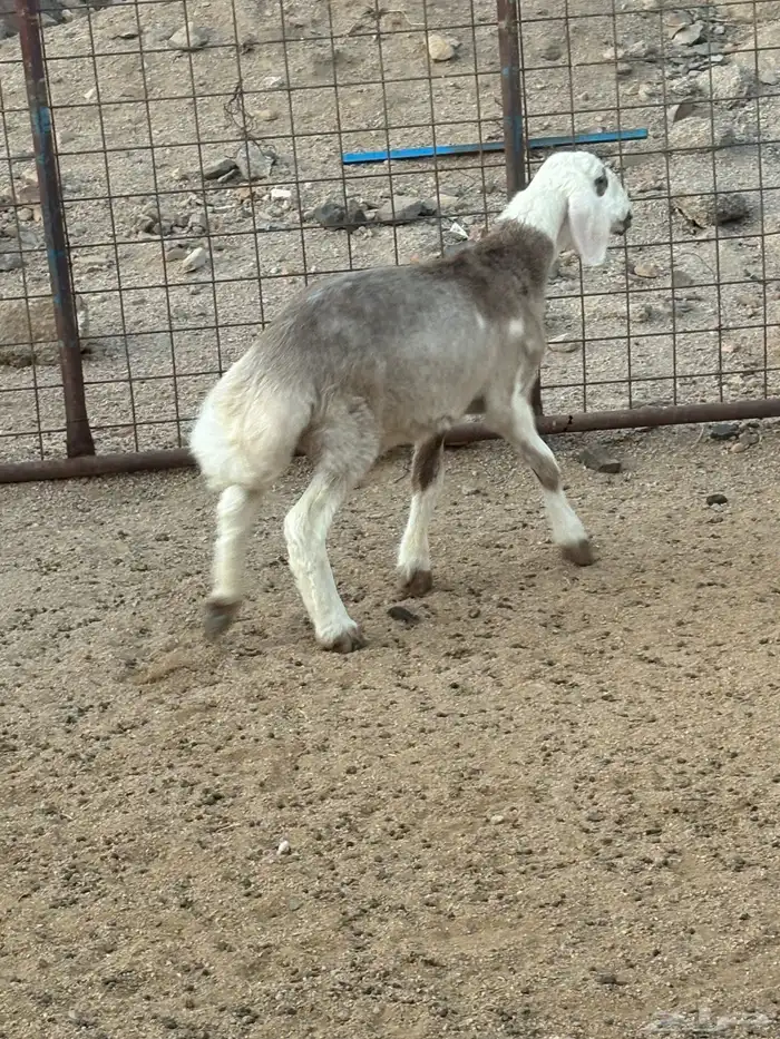 طلي مهجن تم البيع 2