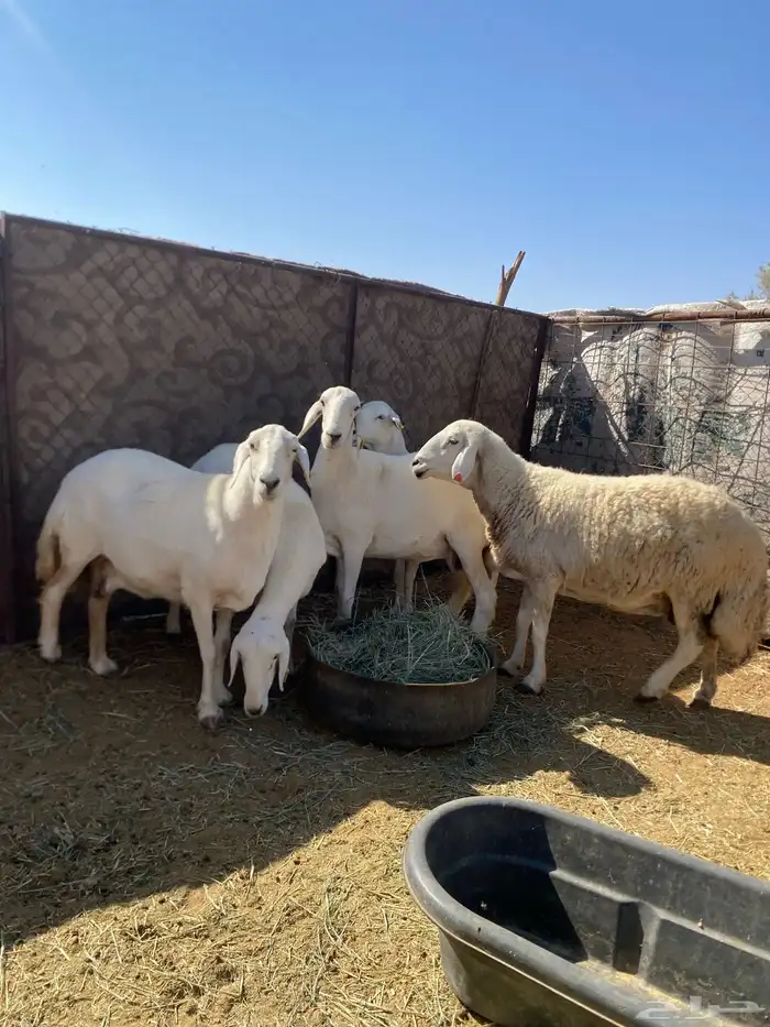 غنم حريه حيل 0