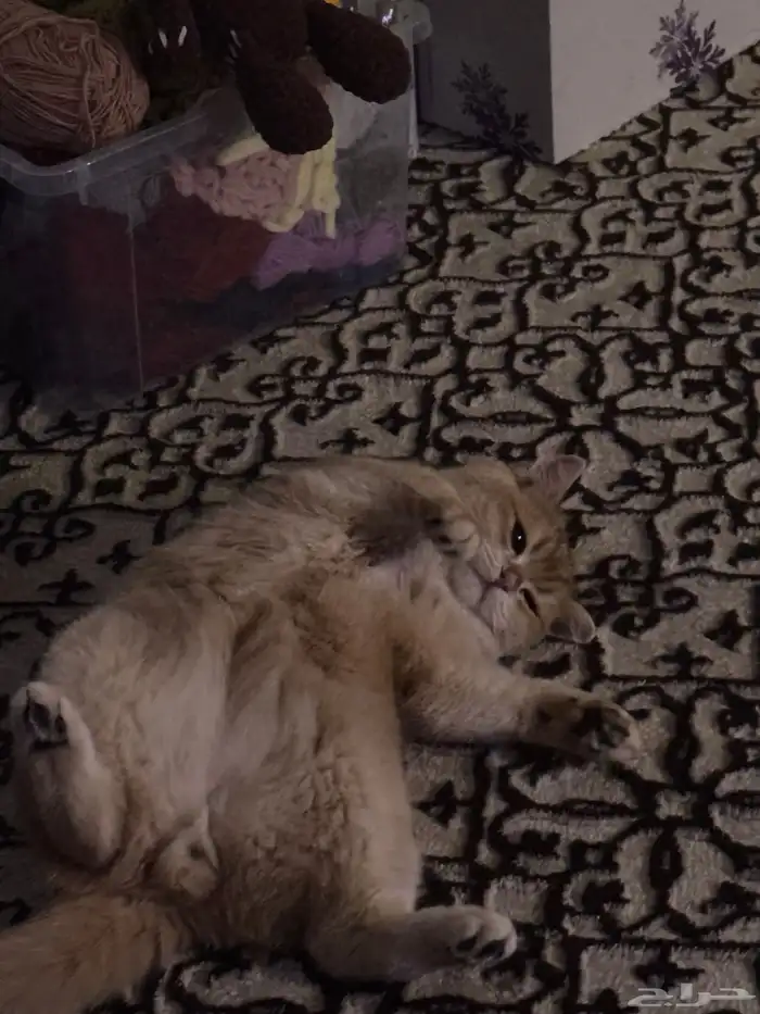 قطة للبيع السعر قابل للتفاوض ذكر سكوتش معقم ومطعم 2