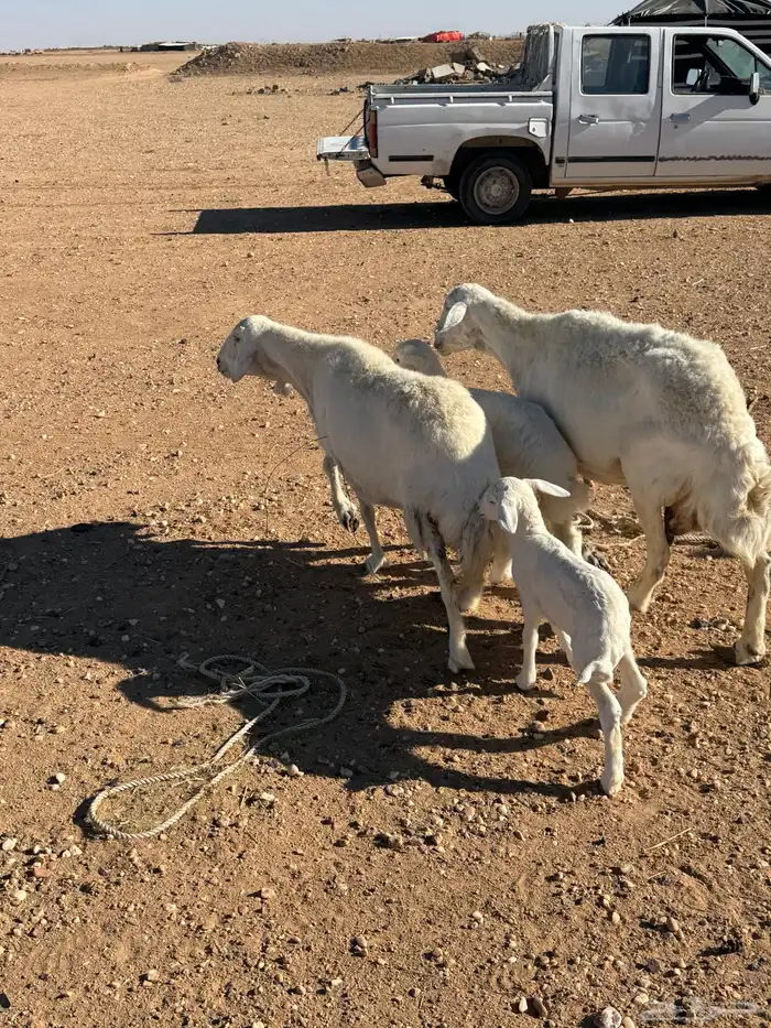 مطافيل حريات 4