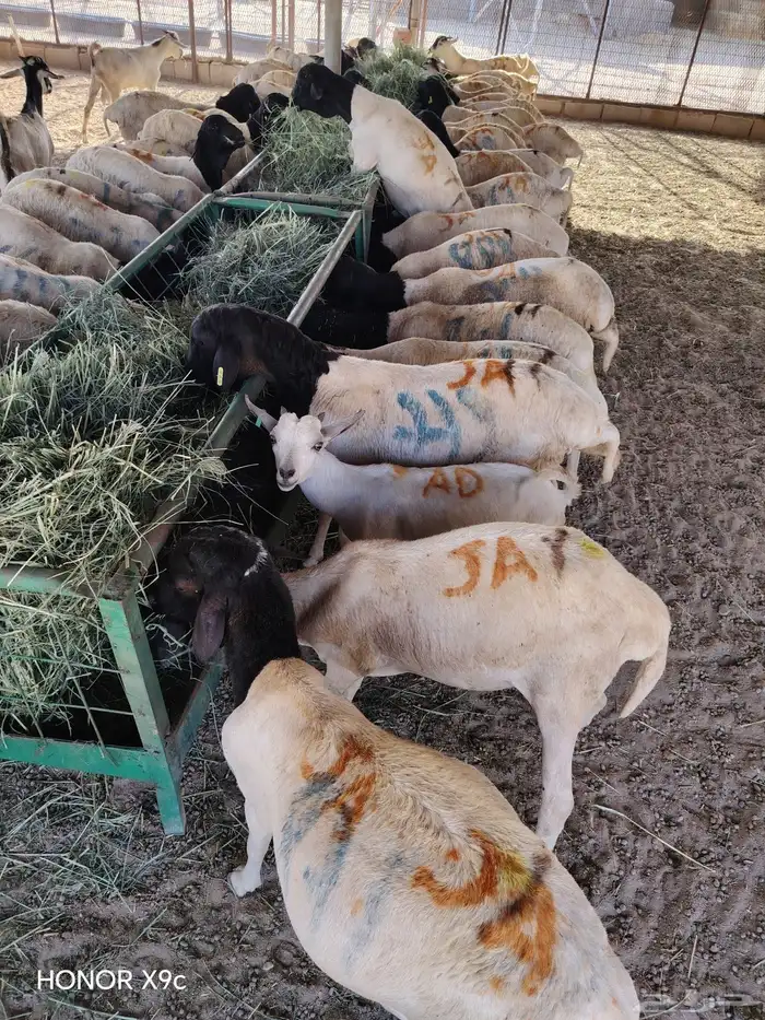 برابر كفو نخب أول للزبون الصامل فقط 2