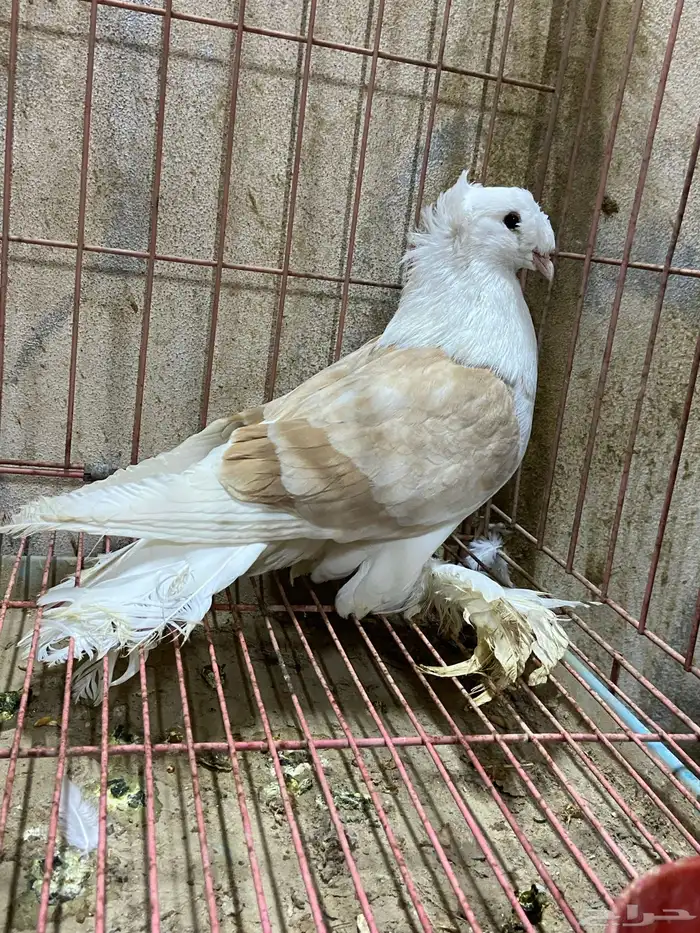 طيور زينه نجفي 2