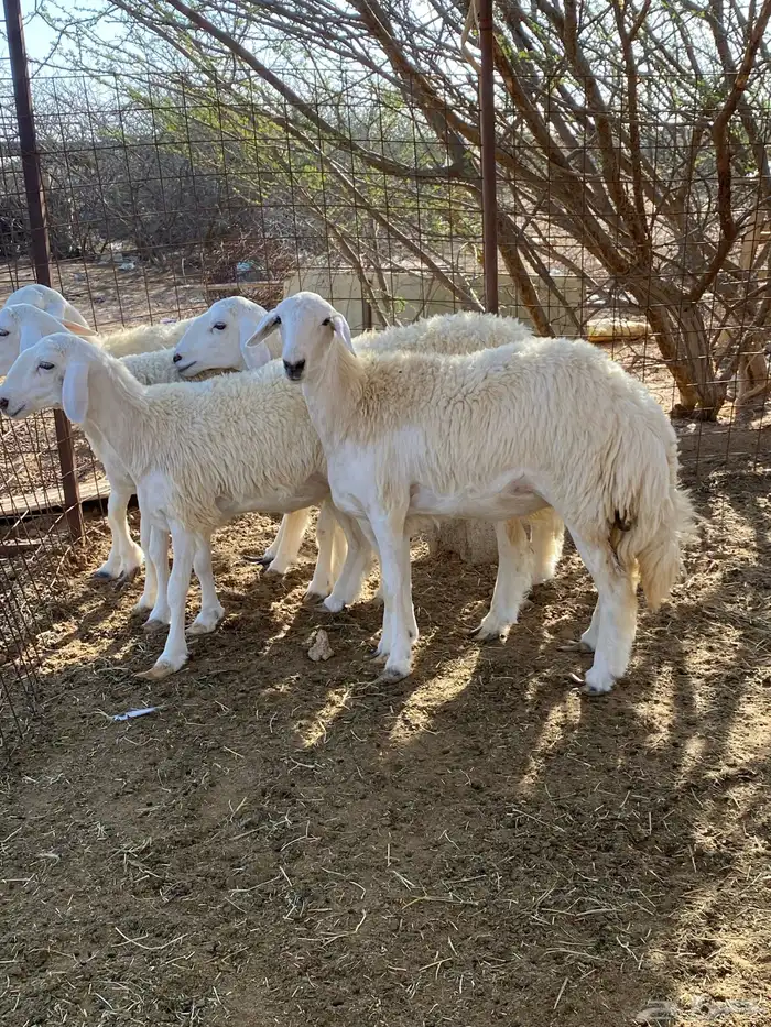 رخال مضاريع تم البيع 0