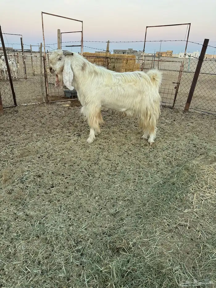 تيس فحل طيب 5