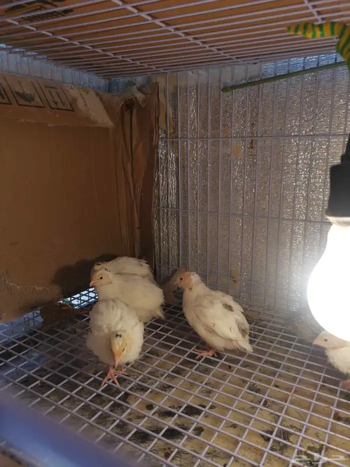 سمان تكسس العملاق العمر تغريبا 20 يوم 1