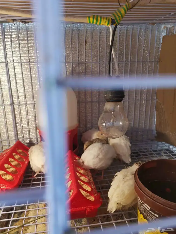 سمان تكسس العملاق العمر تغريبا 20 يوم 0