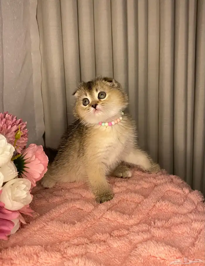 قطط سكوتش تربل فولد منشكن 1