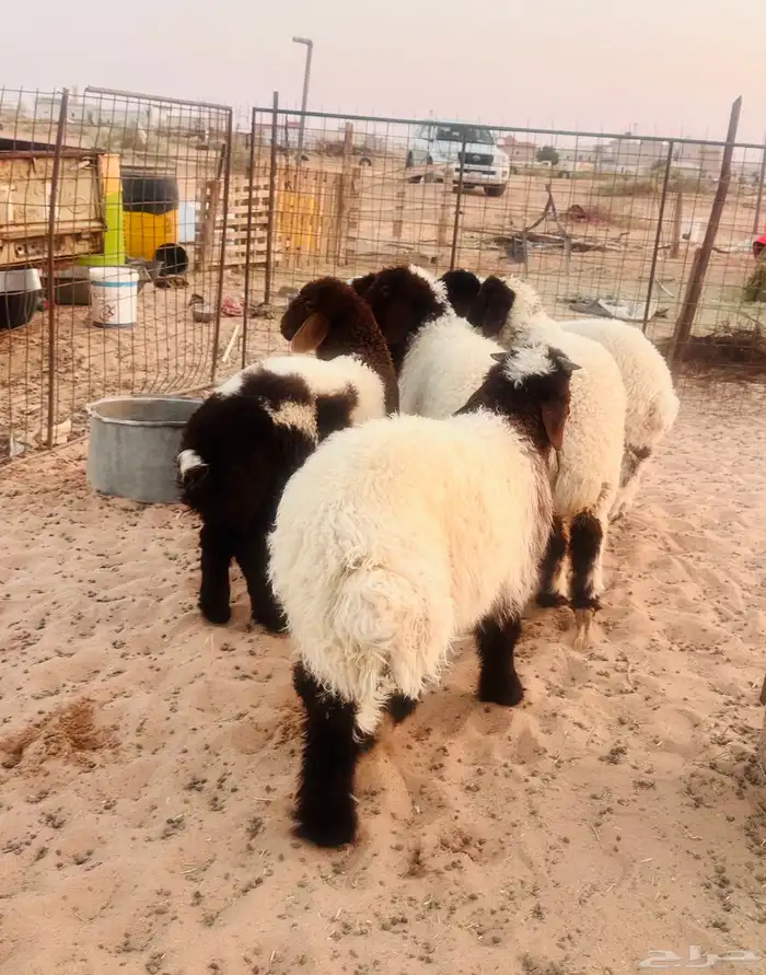 البهم نعيم شحم يوجد توصيل ذبح 1