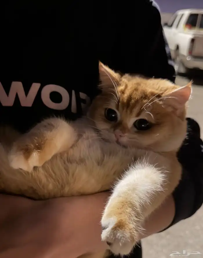 قطة للبيع السعر قابل للتفاوض ذكر سكوتش معقم ومطعم 9