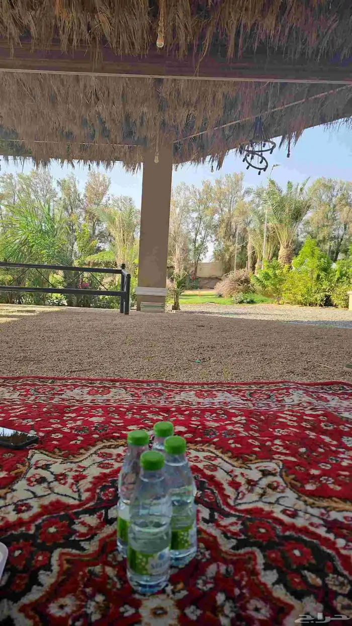 مخيم المزاحمية تبراك بسعر رمزي 15