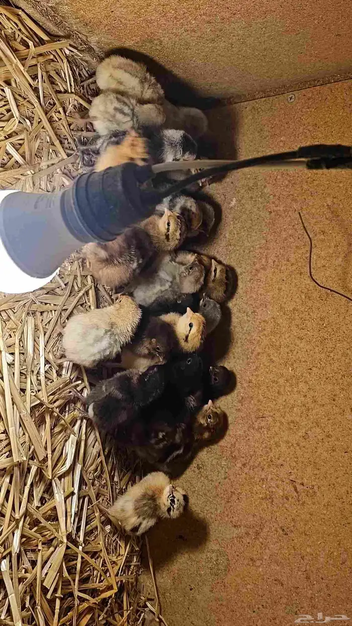 صوص دجاج بلدي وفيومي للبيع 1