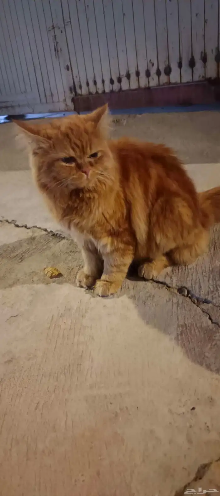 قطوه للبيع عمرها لا اعلم القطه انثى النوع شيرازي 0