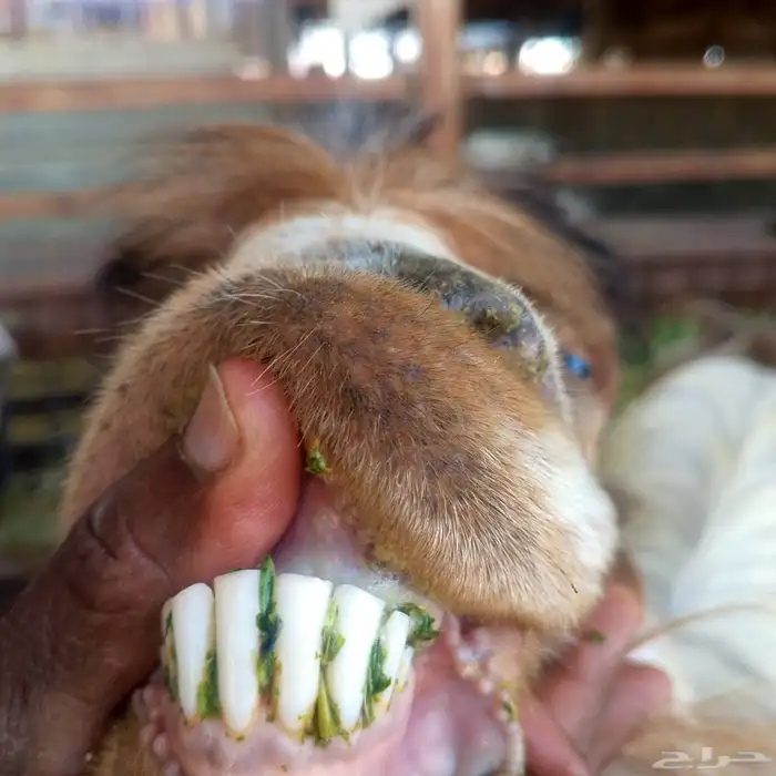 الفحل المصري بالجفرة المصريه للبيع 9