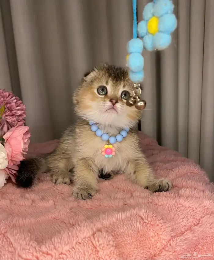 قطط سكوتش تربل فولد منشكن 4