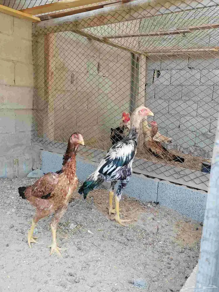 دجاج مكس حجازي بشامو ياباني بشاير 3 1