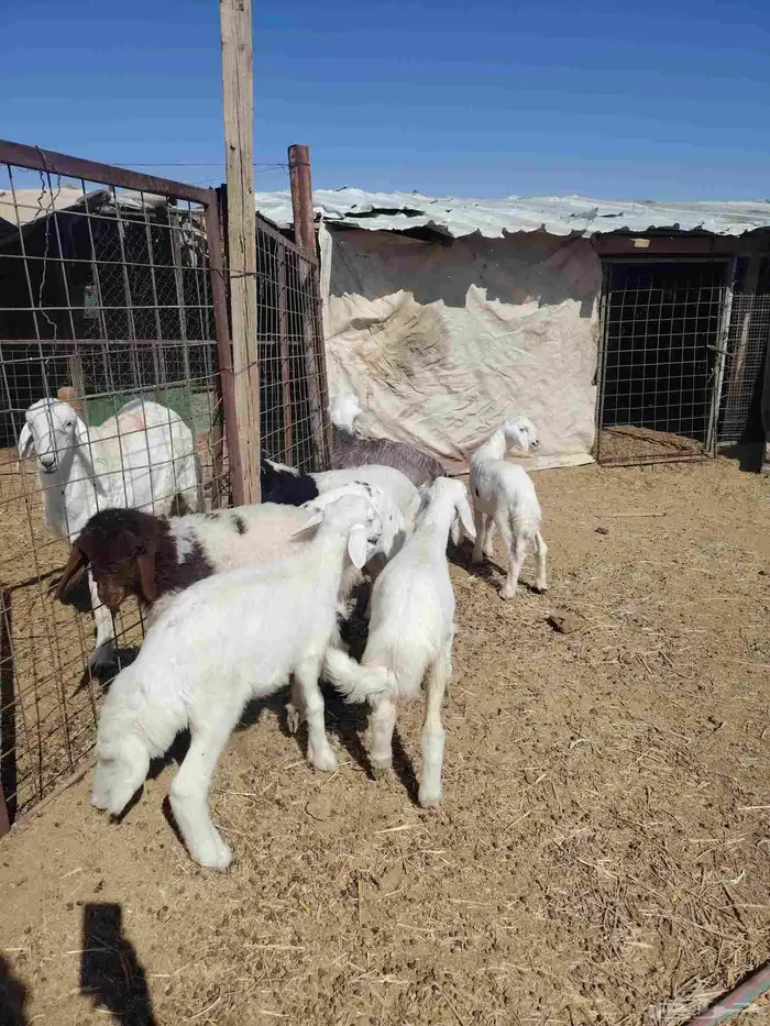 بهم طليان ورخال 6